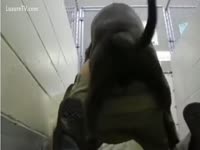 Porn dog bangs a hot babe